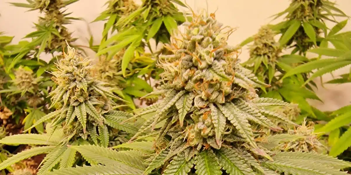 apples and bananas strain